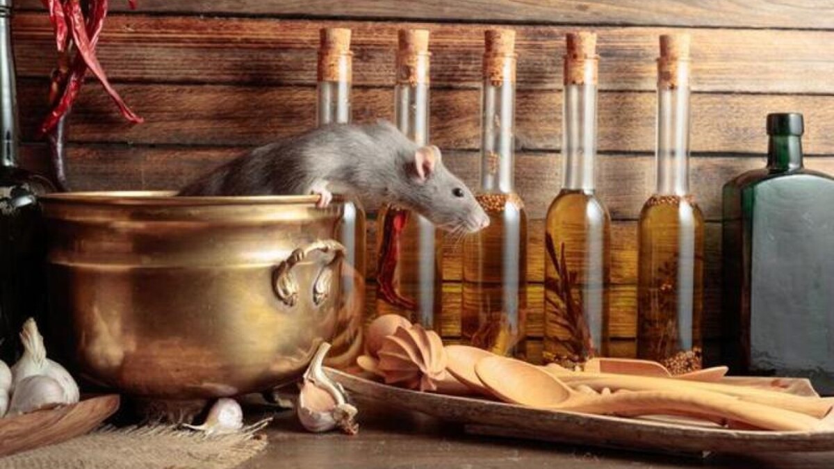 Мыши и крысы боятся эту смесь как огня: забудьте об опасной отраве раз и навсегда