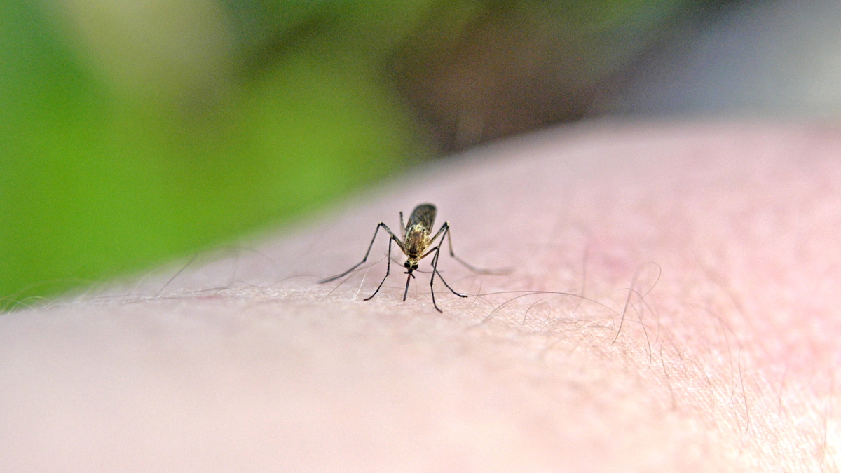 А похмелиться? Почему комары предпочитают подвыпивших жертв
