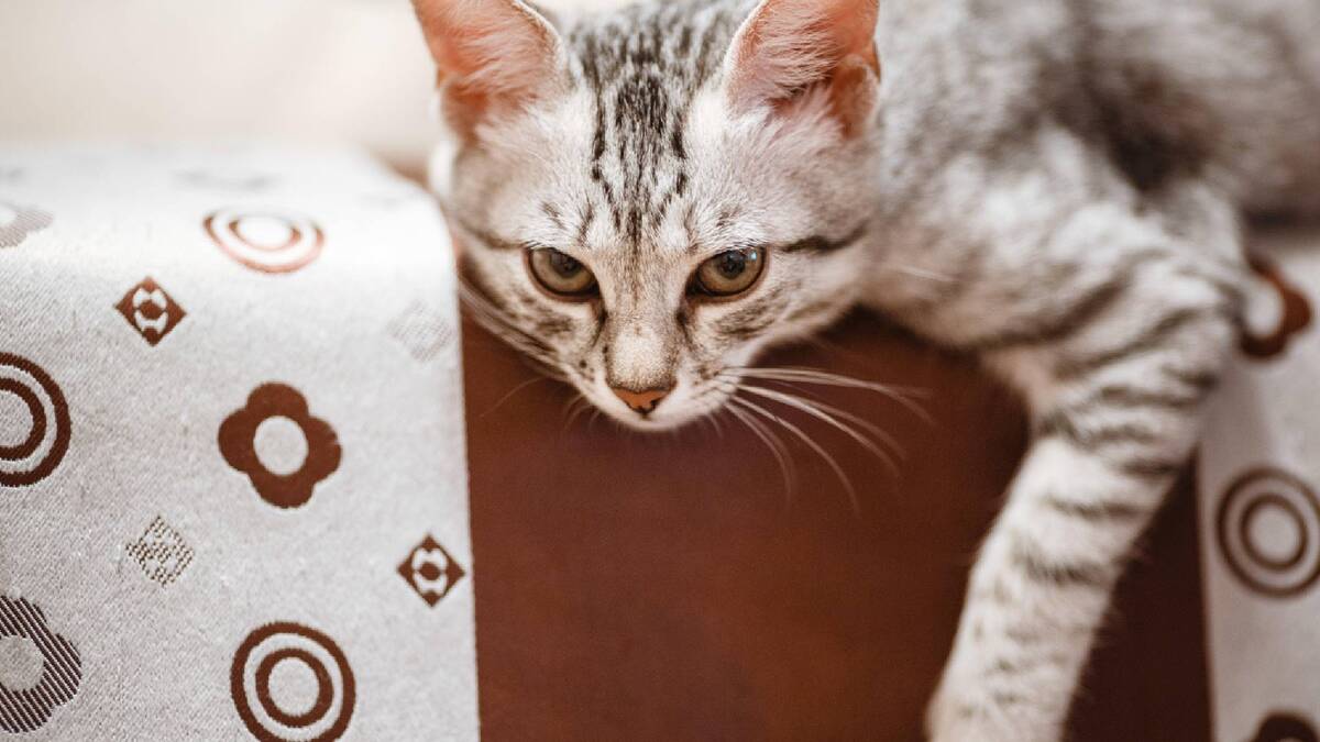 Не наказывайте кота за пахучие метки: есть более эффективные способы решения проблемы
