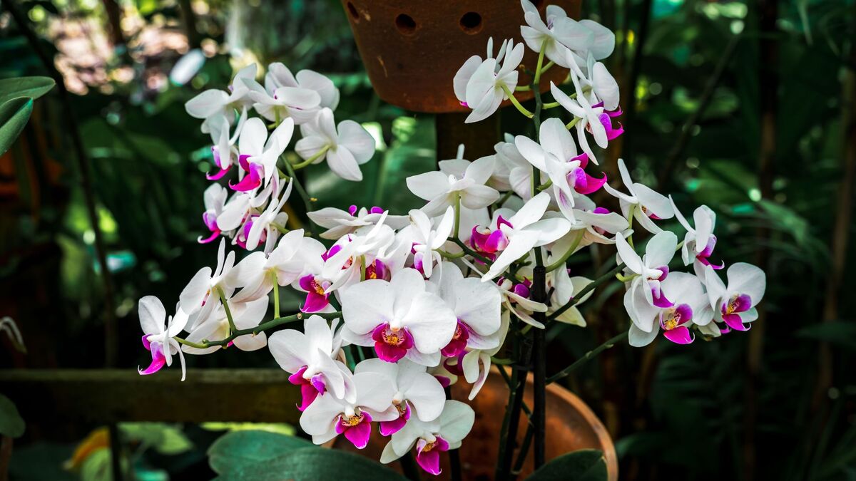 Орхидея не зацвела ни разу за год: причину надо искать не в удобрениях