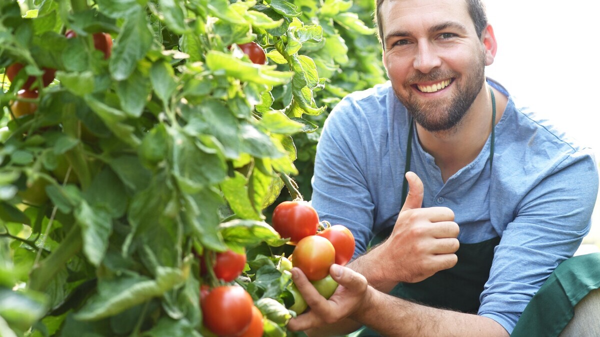 Это облегчит пасынкование помидоров в разы: секрет опытных садоводов