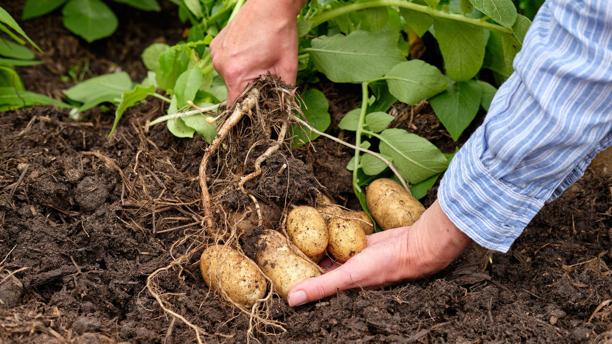 Будете выращивать только этот сорт картошки: на каждом кусте по 20 крупных клубней
