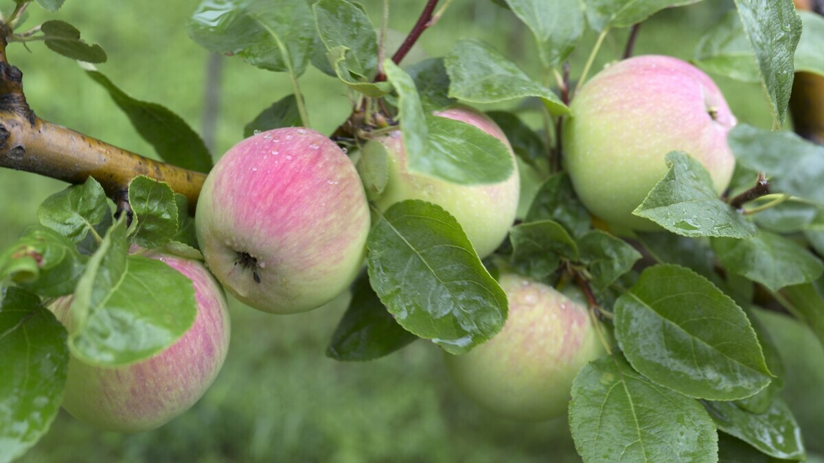 Опасно ли есть яблоки вместе с семечками? Ответ вас сильно удивит