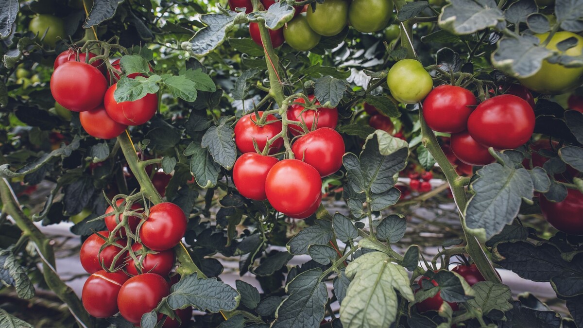 Найдите у томата «золотой» пасынок: помидоры теперь будете снимать ведрами 
