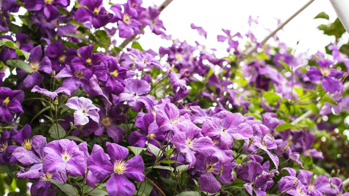 Эти цветы превратят участок в эльфийский сад: будете наслаждаться ароматом все лето