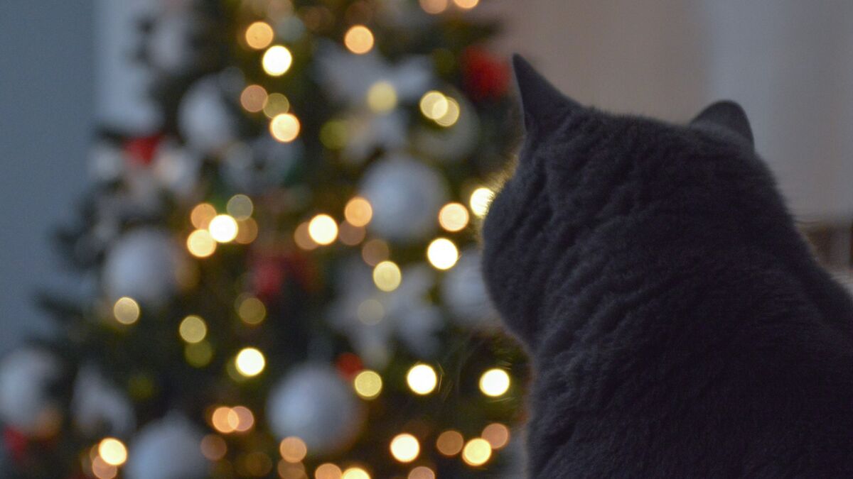 Владельцам котов нужно быть начеку: вот какая опасность исходит от новогодней елки