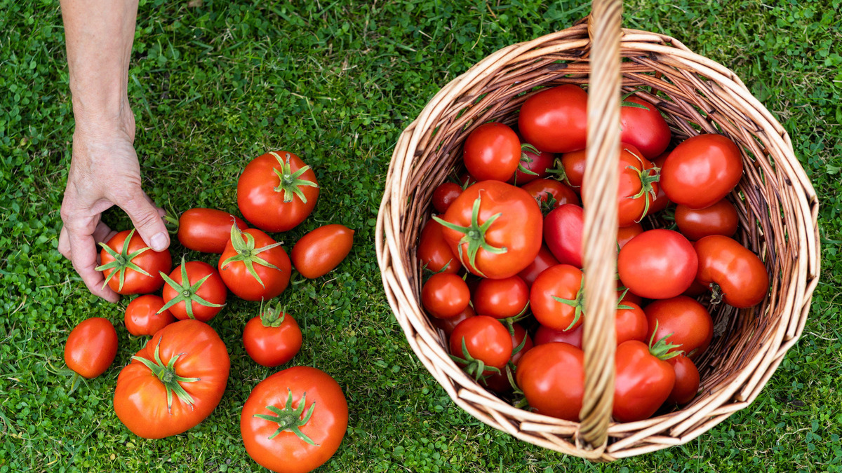 Идеальный сорт для ленивых дачников: эти томаты вымахают с кулак при любых условиях