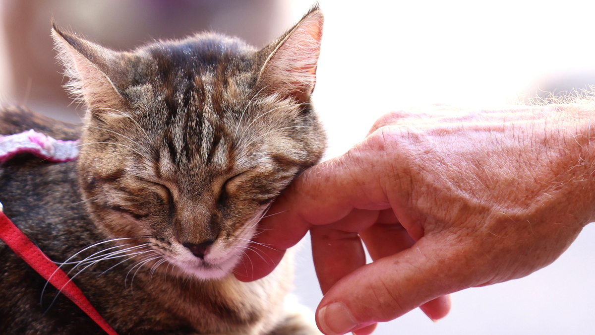 Ветеринар — о животных на улице: «Гладить можно, но не всех»