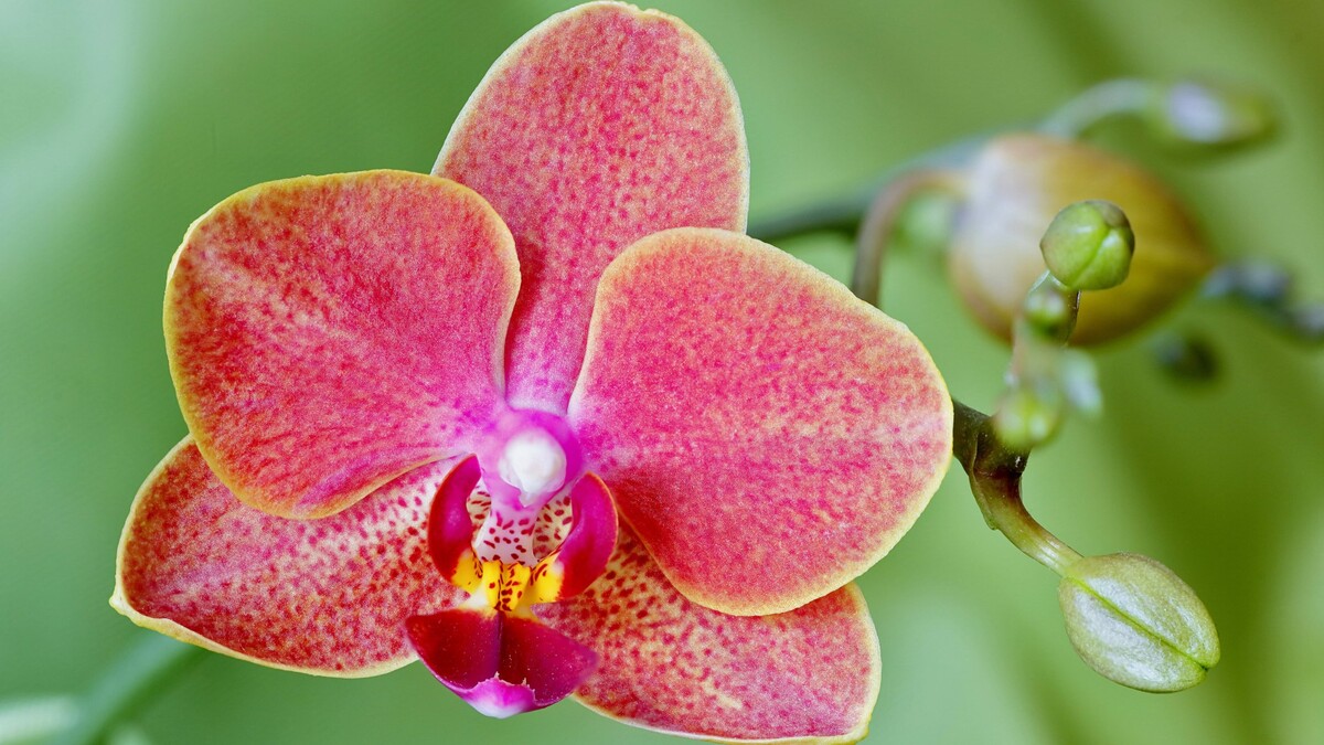 Достаточно одной ложки: в чем главный секрет ухода за орхидеями