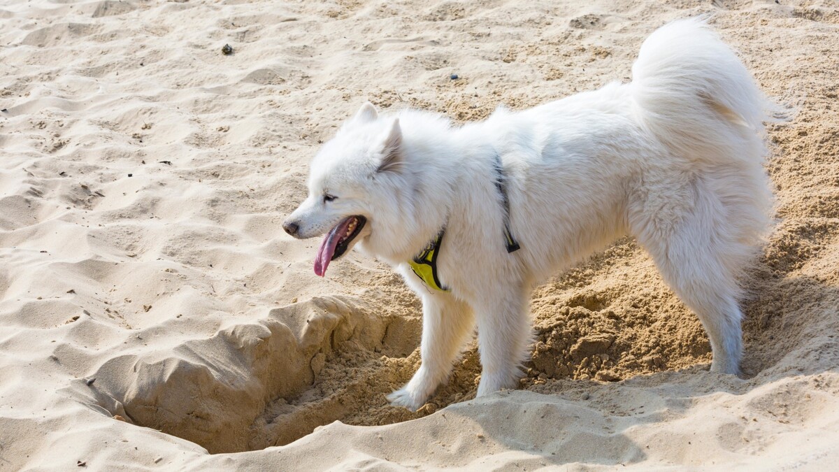 Собака прекратит разрывать гигантские ямы: помогут 2 хитрости