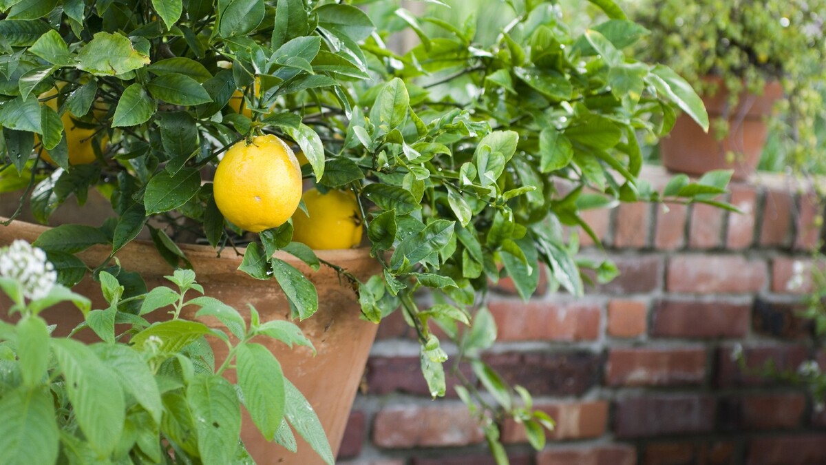 Никакой жары: главная ошибка, которая губит лимонные деревья на корню