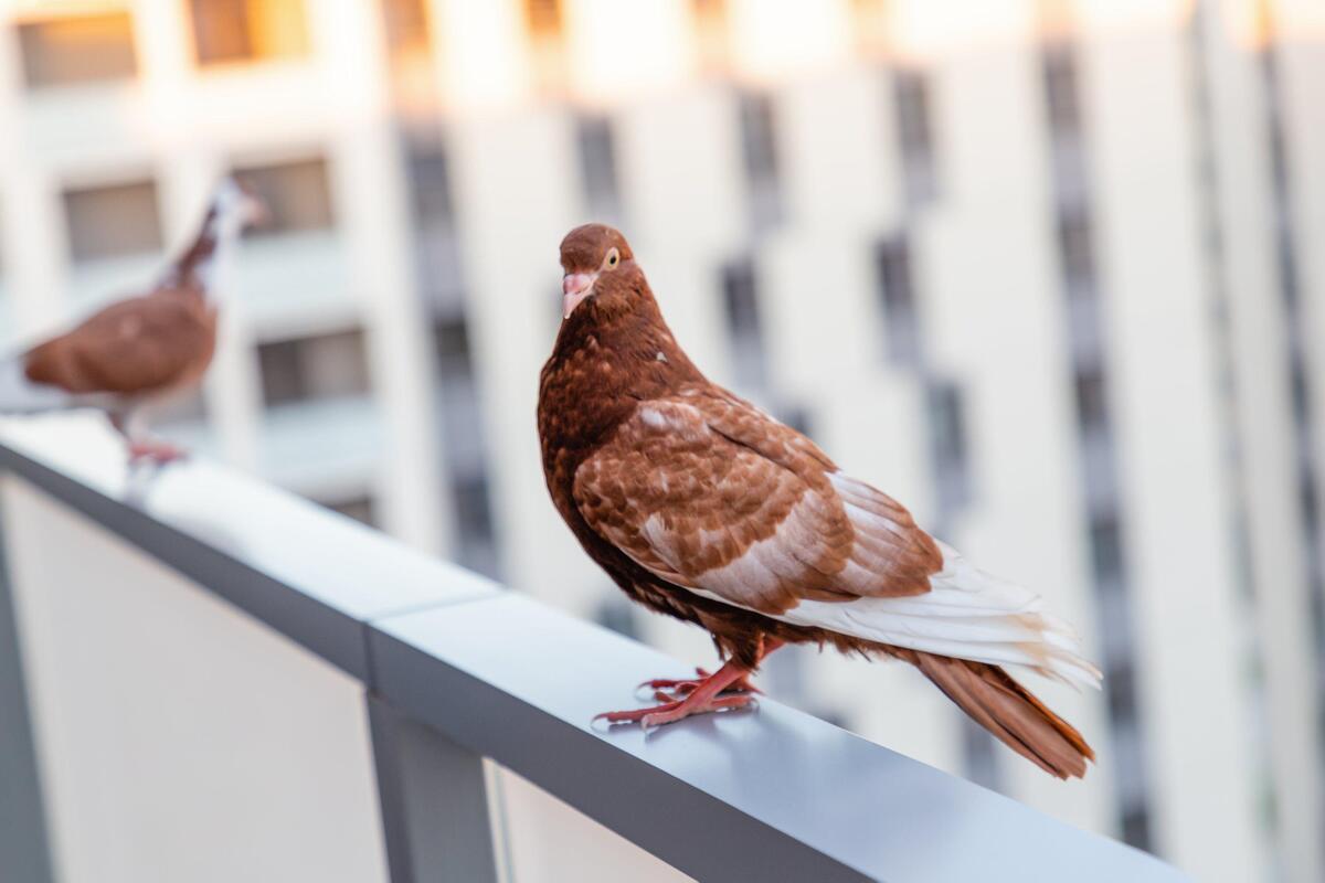 Как навсегда прогнать голубей с балкона: вот чего они смертельно боятся 
