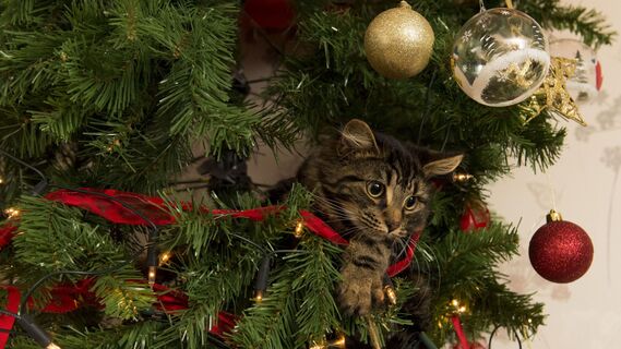 Лапы прочь: вот как уберечь новогоднюю елку от кота