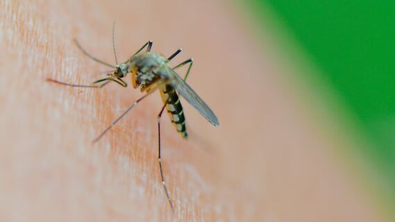 Без спреев, фумигатора и прочей химии: эти 3 копеечных средства защитят от комаров