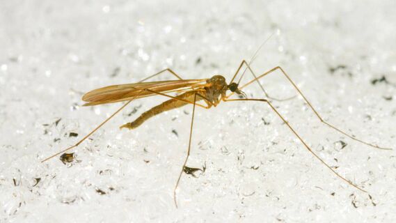 Москитные сетки еще могут пригодиться: россиян предупредили о сезоне зимних комаров