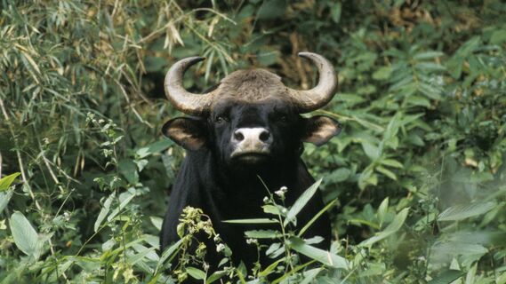 Скрываются уже несколько недель: быки устроили дерзкий побег с родео 