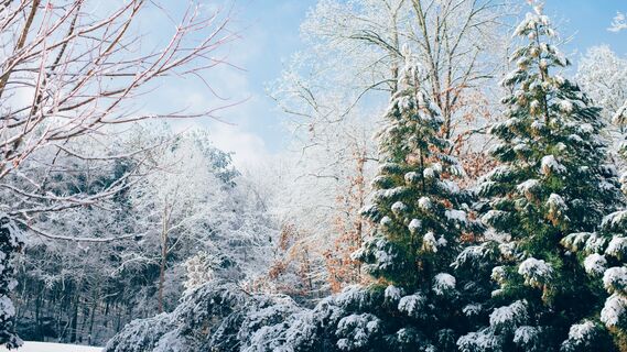 Побелка не годится: защищать кору деревьев от зимнего солнца нужно иначе
