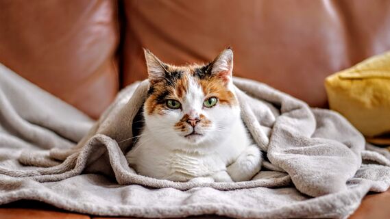 Кошка навсегда отучится драть диван: ветеринар подсказал решение проблемы