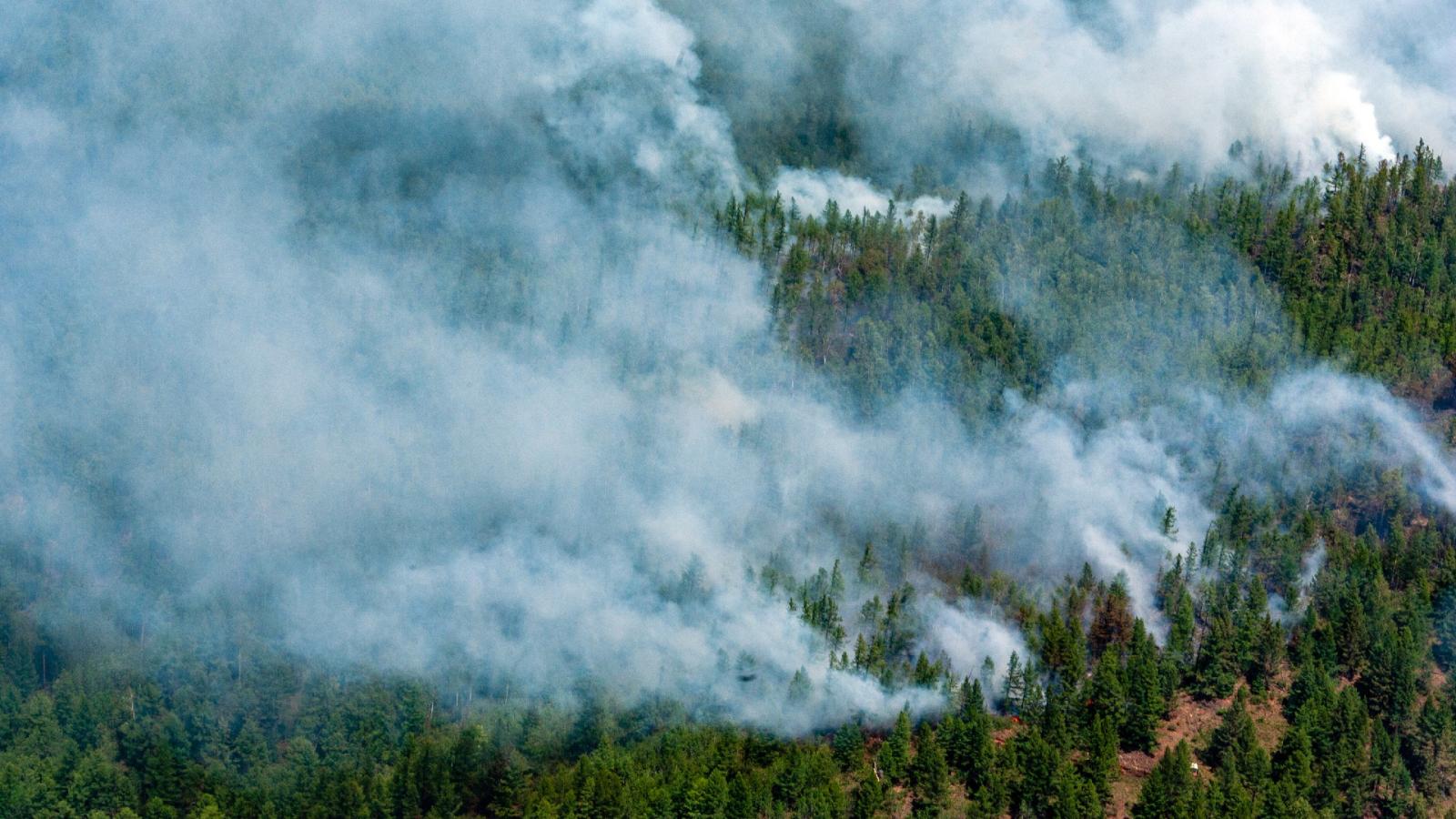 Стекло, окурки и последствия шашлыков: основная причина лесных пожаров — человек - image 1